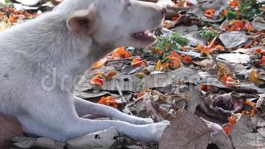 无家可归的黑狗在森林里吃骨头，动物的户外背景