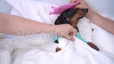 可爱的<strong>小动物</strong>，带着绷带的爪子坐在医院的卧室里