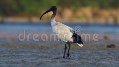 澳大利亚的ibis-threskiornismoluccus黑白色ibis来自澳大利亚，在低潮时寻找螃蟹..