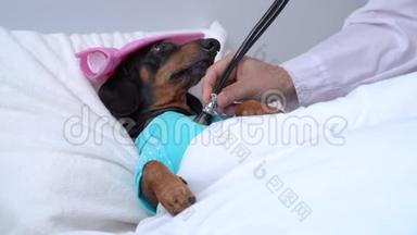 大猎犬，黑褐色，睡在高温的床上，头上有冰水袋，被毯子覆盖，兽医审核