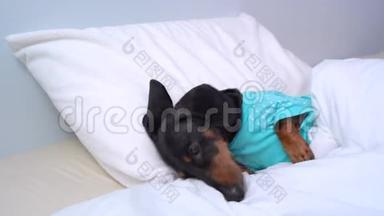 穿着蓝色睡衣的狗狗狗狗狗狗困了。 狗正想睡觉，眼睛闭着。 小狗舒适地躺在床<strong>底下</strong>