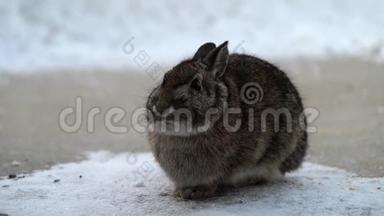雪鞋兔，<strong>美洲豹</strong>，或各种野兔在混凝土露台上觅食，冬天下雪。 手持