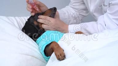 诊所里的兽医用红眼药水给狗狗喂奶。 狗眼结膜炎。 狗的白内障眼睛。 医疗a