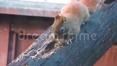 特写一只美国红松鼠在木头上挖洞咀嚼，典型的动物行为