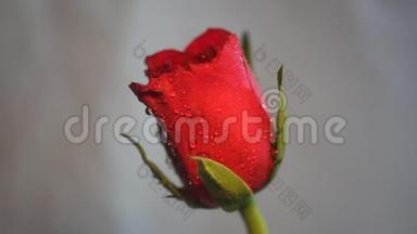 淡色背景下优雅的红玫瑰