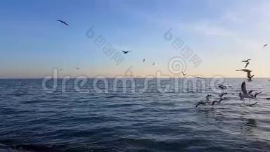 许多海鸥飞过大海。 它们降落在水上，从水中起飞。 一群鸟为食物而战。