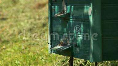 用会飞的蜜蜂把绿色的木质蜂箱合上..