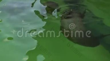 大西洋灰海豹-在水族馆的水面上游泳的。 有趣的海豹抬头在盐里休息