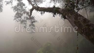 老挝丛林森林中的一根树枝在浓雾中发出长臂猿的歌声