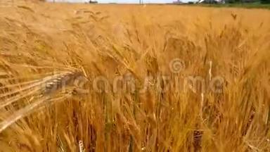 夏天大麦的金穗。 金色大麦的田野在风中摇曳。