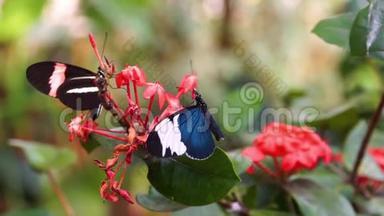 两只长翅蝴蝶从花中采集花蜜的大型特写镜头，来自美国哥斯达黎加的热带昆虫