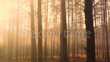 森林的神秘光辉，阳光冲破薄雾。