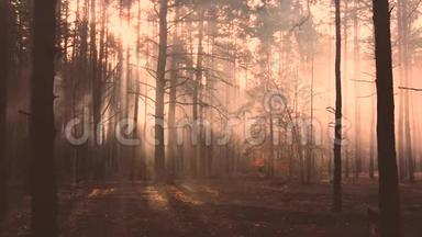 森林的神秘光辉，阳光<strong>冲破</strong>薄雾。