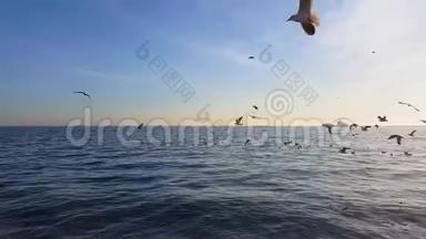 许多海鸥飞过大海。 它们降落在水上，从水中起飞。 一群鸟为食物而战。