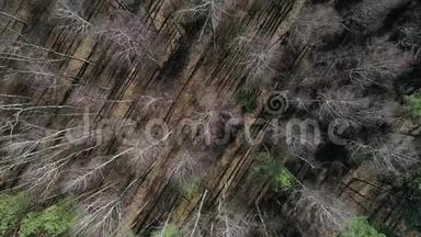 春天茂密的松林，从无人驾驶飞机上俯瞰空中摄影