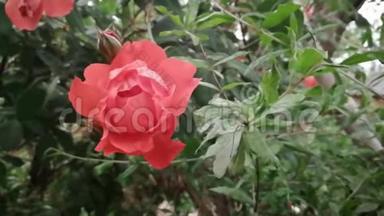 美丽盛开的红玫瑰花随风摇动，美丽动人，象征着爱情和友谊