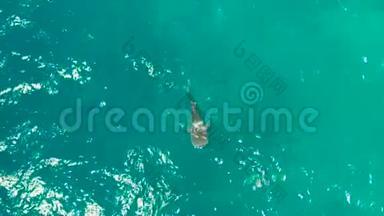 清澈的蓝色水中的鲸鲨。 菲律宾，宿务