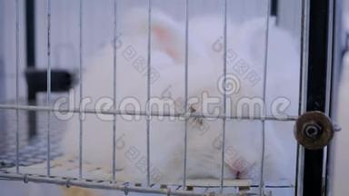 野生白安哥拉兔在笼中农业动物展览，市场