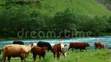 牛、牛、公牛、小母牛、小牛和小牛在一条湍急的蓝色<strong>河流</strong>和白水急流附近的绿色<strong>草地</strong>上牛和放牧