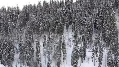 雪山森林中的喀尔巴阡山云杉和松树的鸟瞰图。