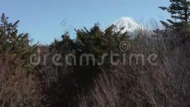 Aokigahara森林，上升射击揭露富士山