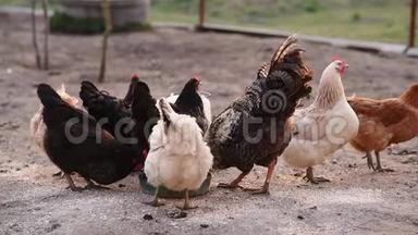 鸡和公鸡在食物摄入的地方吃东西。 在没有转基因生物的情况下饲养家禽