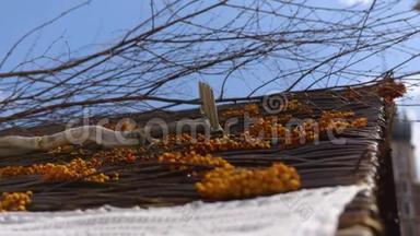 屋顶上用木耙堆出一堆<strong>橘红色</strong>的罗文浆果