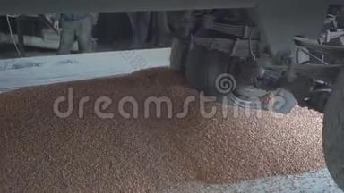 一辆卡车在卸货时把车轮碾过一堆玉米。 农业和资源概念