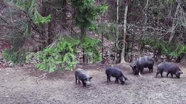 一群野猪和小猪在森林里寻找食物。 一大群不<strong>同年</strong>龄的野猪