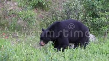 美国<strong>黑熊</strong>是一只原产于北美的中等大<strong>小</strong>的熊。 它是最<strong>小</strong>`分布最广的大陆