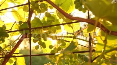 美丽的葡萄在阳光下成熟。 夕阳下的葡萄种植园。 美丽的葡萄