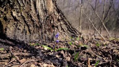 春天，蓝色的雪在一棵老树桩的背景下冲破了春天森林中的老叶