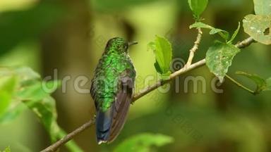 绿冠辉煌-Heliodoxacula大型，健壮的蜂鸟，是一个居住在高地从哥斯达黎加t