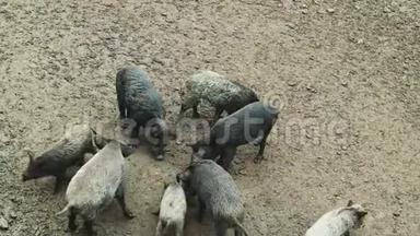 一群野猪和小猪在森林里寻找食物。 一大群不同年龄的野猪