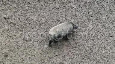 一只又脏又湿的野猪，在泥土中扎根，用一个镍来寻找食物。 无反刍动物