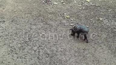 一只又脏又湿的野猪，在泥土中扎根，用一个镍来寻找食物。 无反刍动物