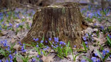 春天，蓝色的雪在春天的森林里<strong>冲破</strong>老叶