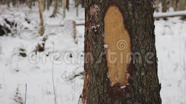 冬林中树干结构树皮边材纹理