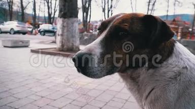 一只悲伤的流浪狗在一个城市公园里用悲伤的眼睛走出门。 慢动作
