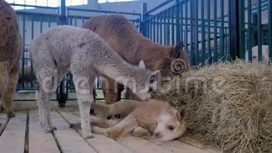 两只可爱的小羊驼一起玩<strong>农业</strong>动物展览