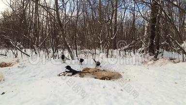 一群鸟在森林的雪地上啄食动物的遗骸。
