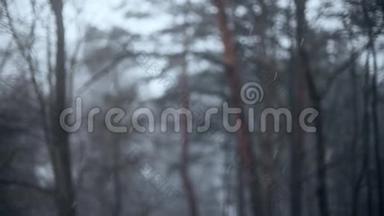 <strong>雪</strong>落在模糊的树木背景上，慢镜头