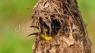橄榄背太阳鸟-颈黄蜂又称黄腹太阳鸟，是远东地区的一种太阳鸟