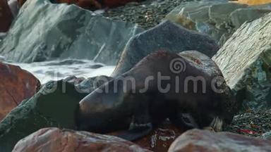 <strong>新西兰</strong>毛皮海豹-甲头海豹-克肯诺两只海豹在<strong>新西兰</strong>海湾的岩石海滩上战斗和躺着。
