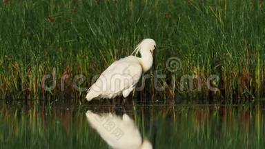早晨，欧亚鸟在浅<strong>水中</strong>站立。 绿色的<strong>植物</strong>，白色的鹭鸟，长得很长