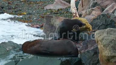 <strong>新西兰</strong>毛皮海豹-甲头海豹-克肯诺两只海豹在<strong>新西兰</strong>海湾的岩石海滩上战斗和躺着。