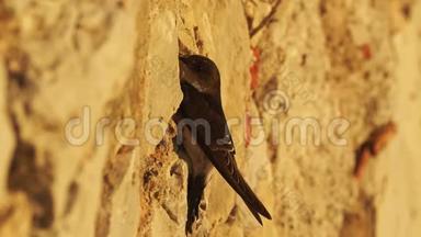 马汀-狄利川乌比库姆或北屋马丁，是燕子家族的候鸟。 黑鸟