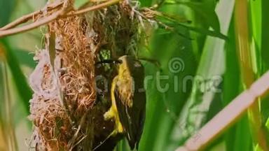 橄榄背太阳鸟-颈黄蜂又称黄腹太阳鸟，是远东地区的一种太阳鸟