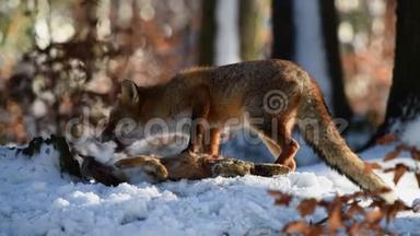 那只红狐狸吃了一只她在森林里抓到的野兔