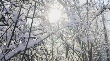 在<strong>阳光</strong>明媚的<strong>冬日</strong>，美丽的雪林。<strong>树枝</strong>上的冰。慢动作。Stedicam射击